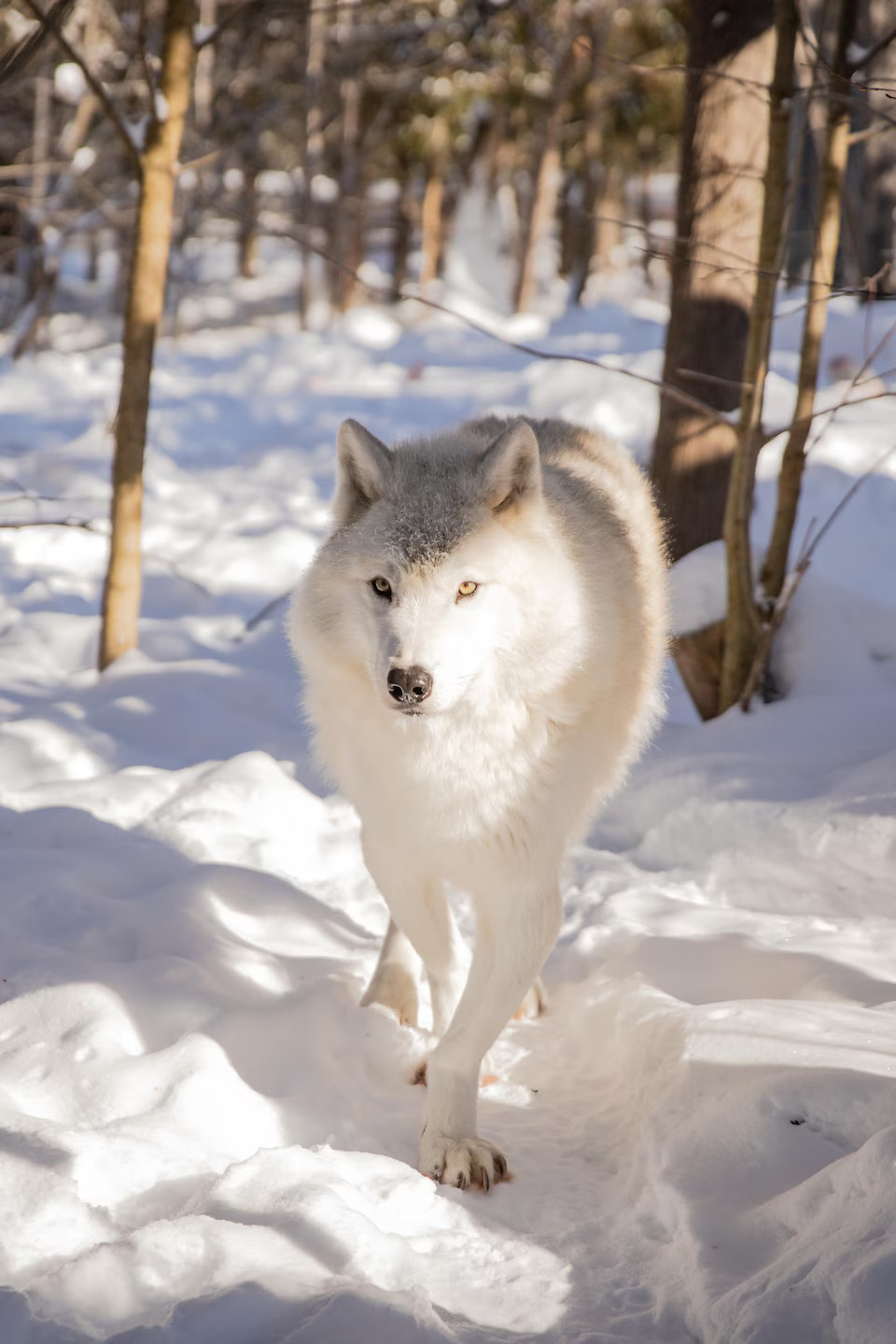 Quebec6