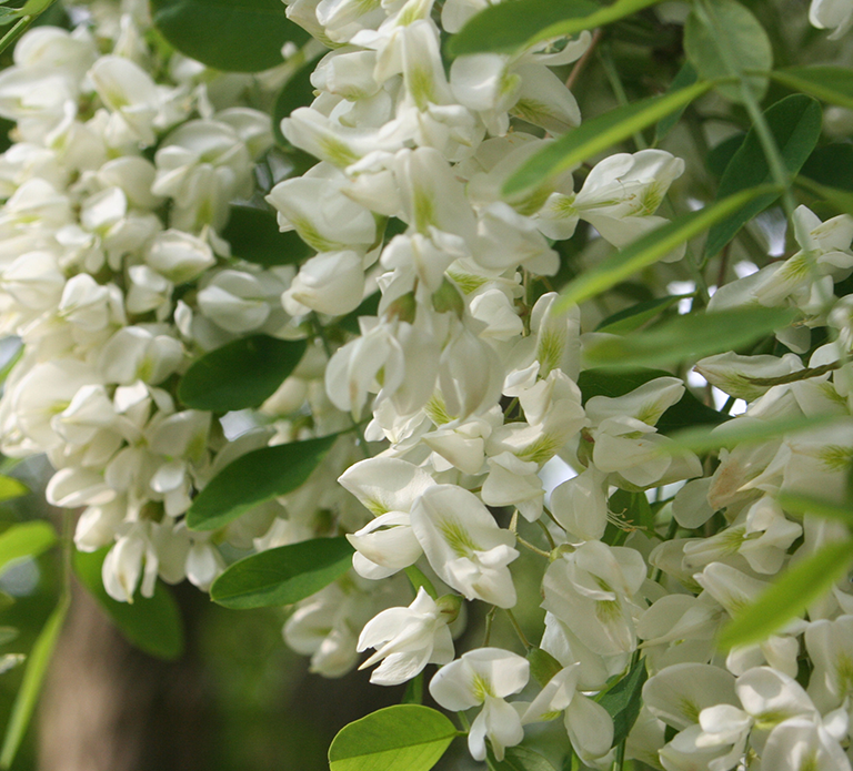 アカシアの花